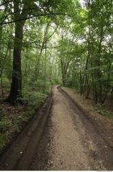 Photo Reference of Background Forest